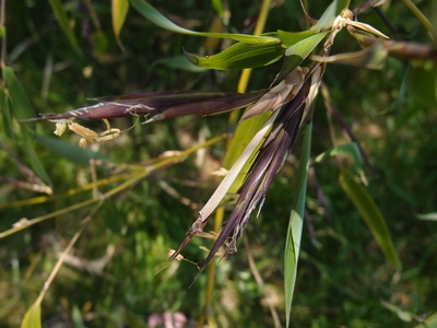 Phyllostachys glauca Yunzhu